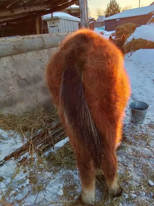 жеребёнок  11 месяцев