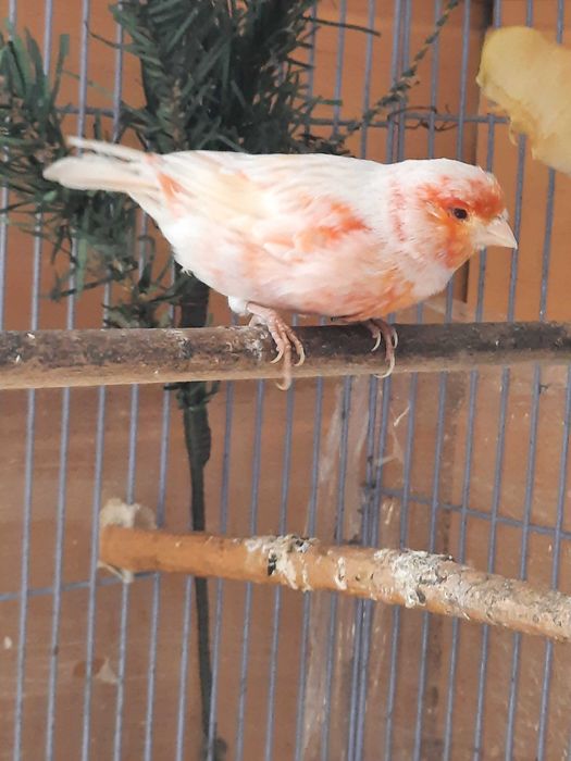 Пара канареек сатинет .