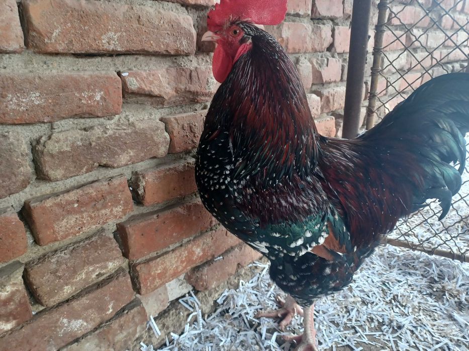 Ouă de sussex porțelan