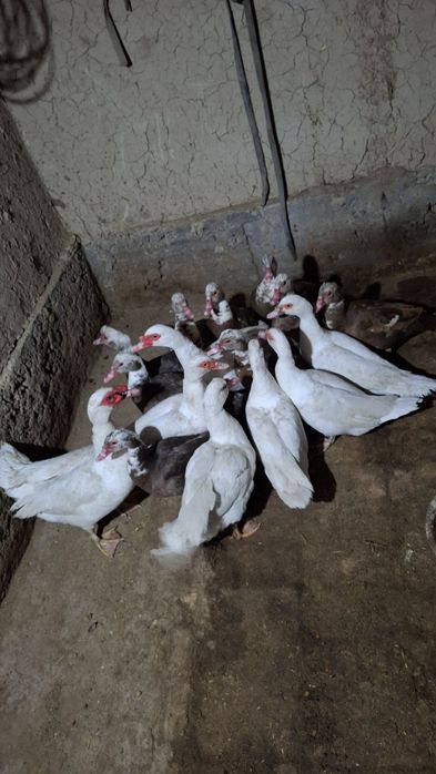 Katta Indautkalar sotiladi