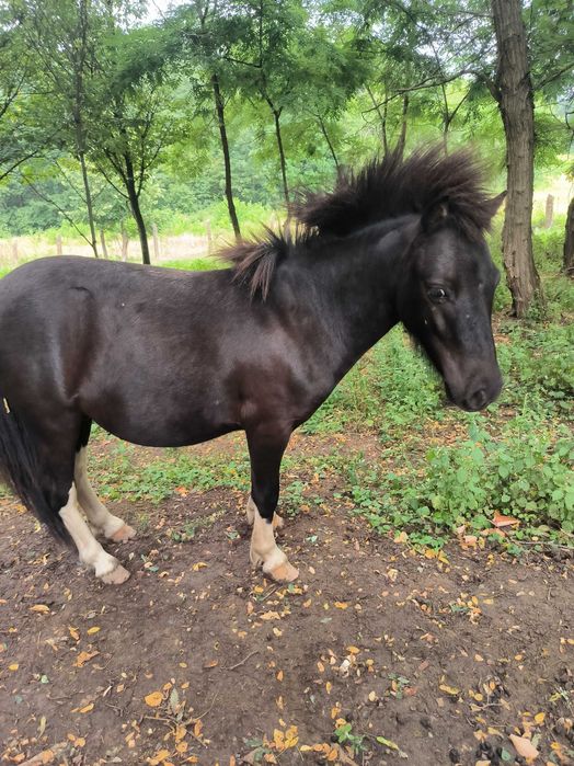 Mascul ponei tânăr de vânzare sau schimb cu o femela