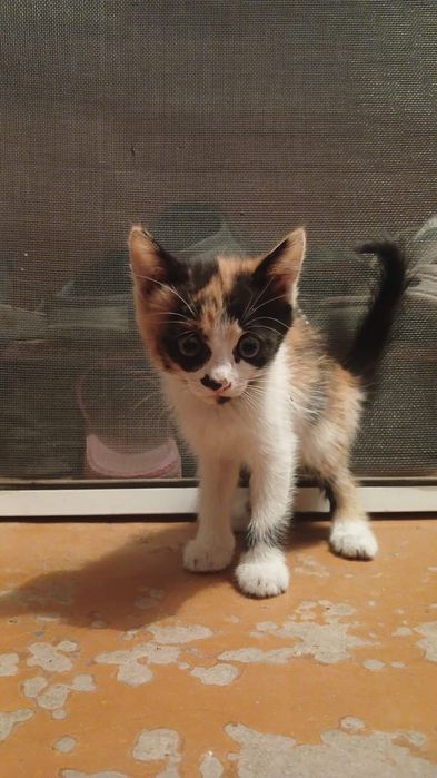 Отдам котят бесплатно