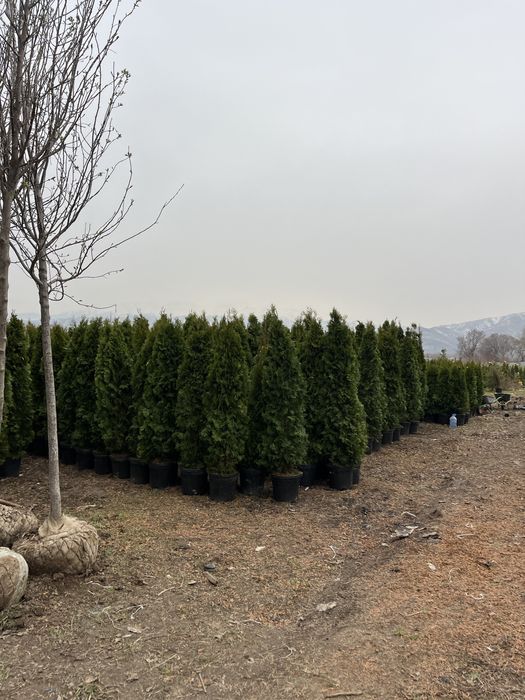 Туя смарагд оптом