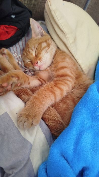 Котенок рыжый милый