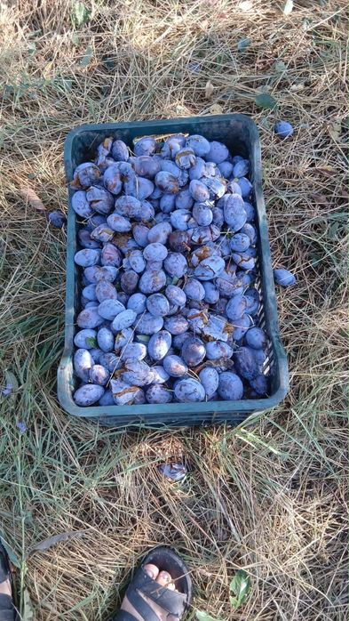 Prune pentru țuică – dulci și bine coapte