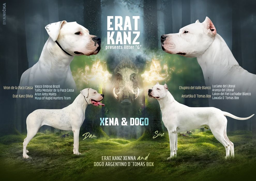 Dogo argentino/Dog argentinian
