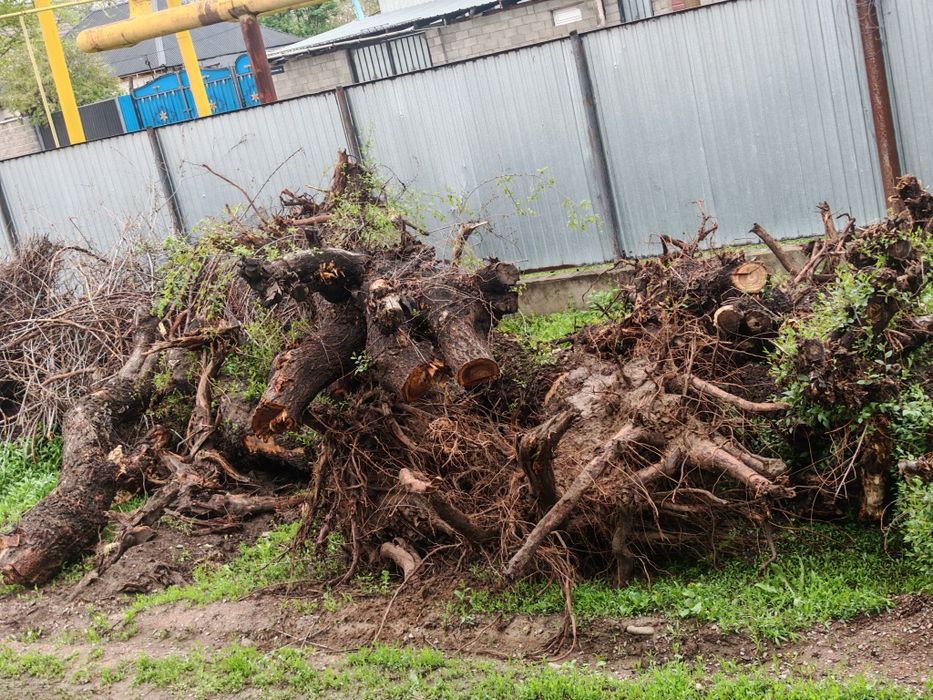 Дрова, пеньки карагач