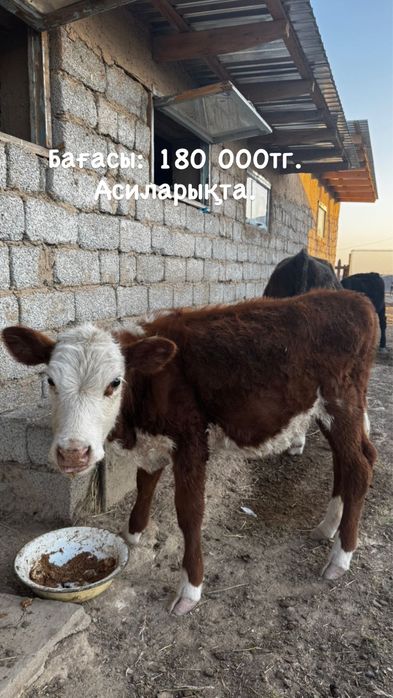 Бұзау сатылады, Асиларық