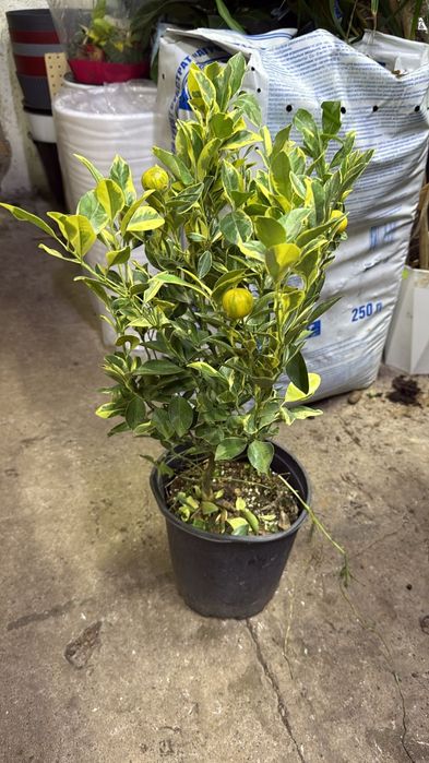 Продам мандаринов дерево