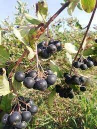 Descopera gustul natural și beneficiile sucului de Aronia la punga 3L