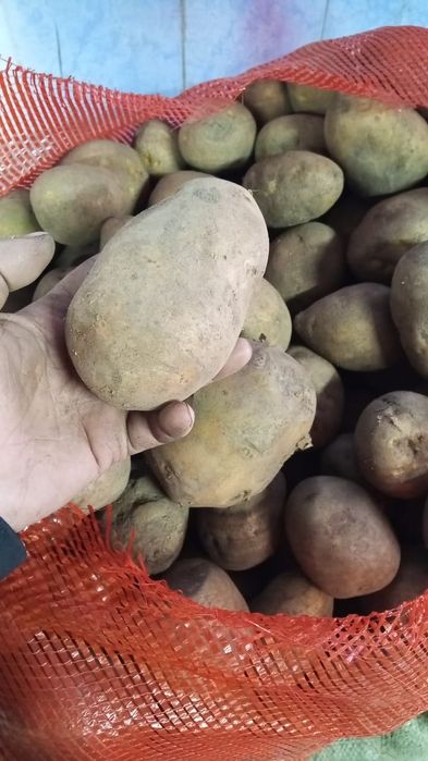 Продам тендерный картофель гала Павлодар