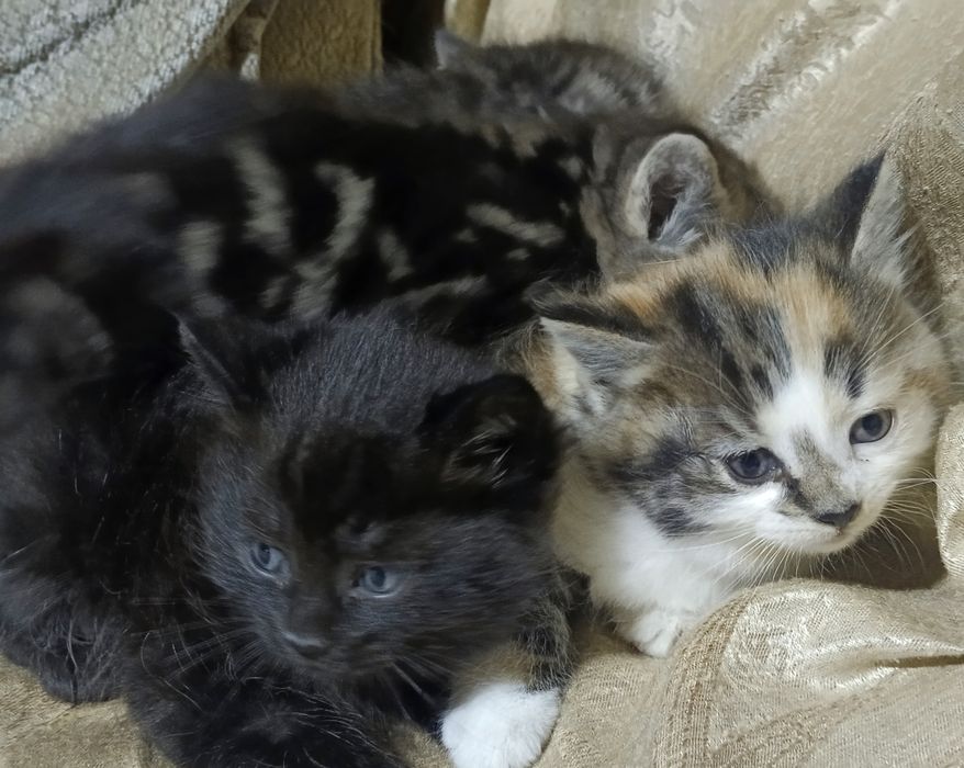 Котята отдам в хорошие руки, mushuk bolalari ishonchli qõllarga berila