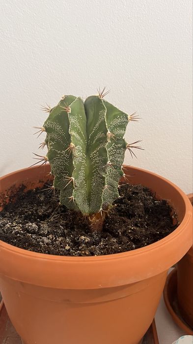 Cactuși și plante suculente de vânzare – în ghiveci