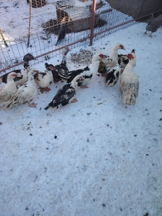 Vând rațe leșești