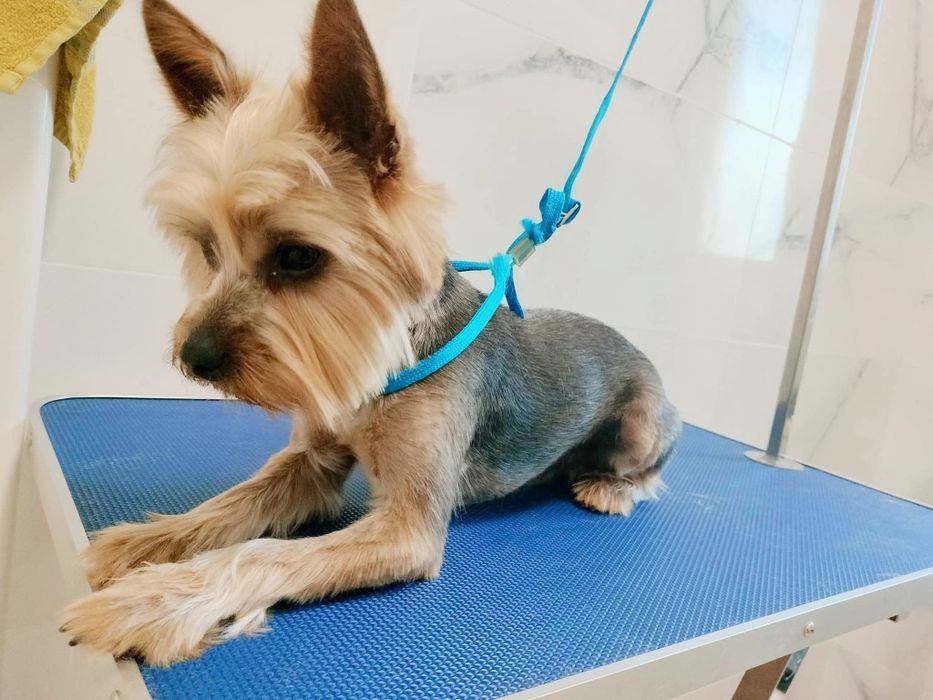 (Coafor căței   )                   Tund căței  talie mica