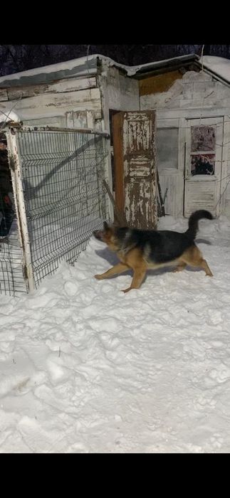 Вязка немецкая овчарка кабель.