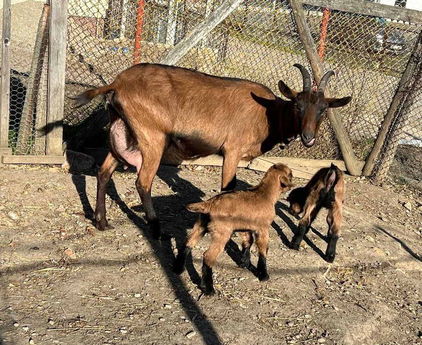 Capră cu 2 iezi la o două fătare