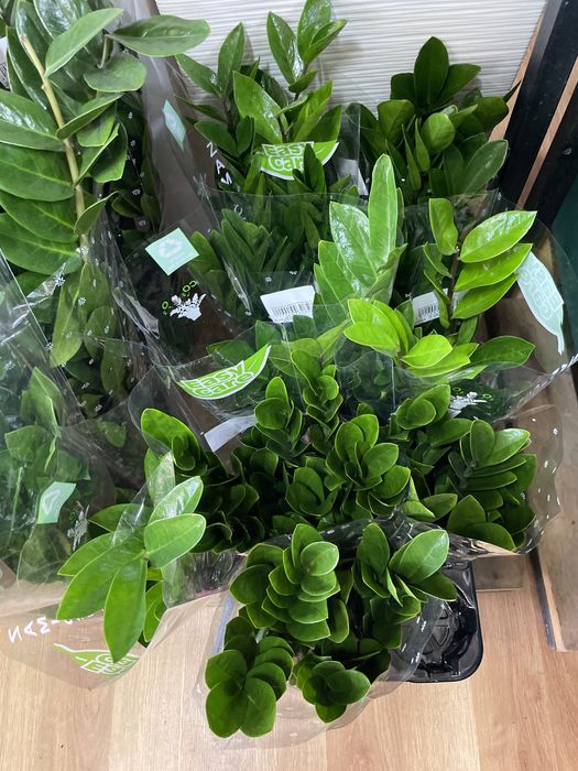 Долларовое дерево