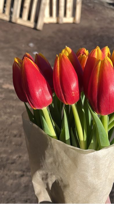 Беларусь тюльпаны премиум качество