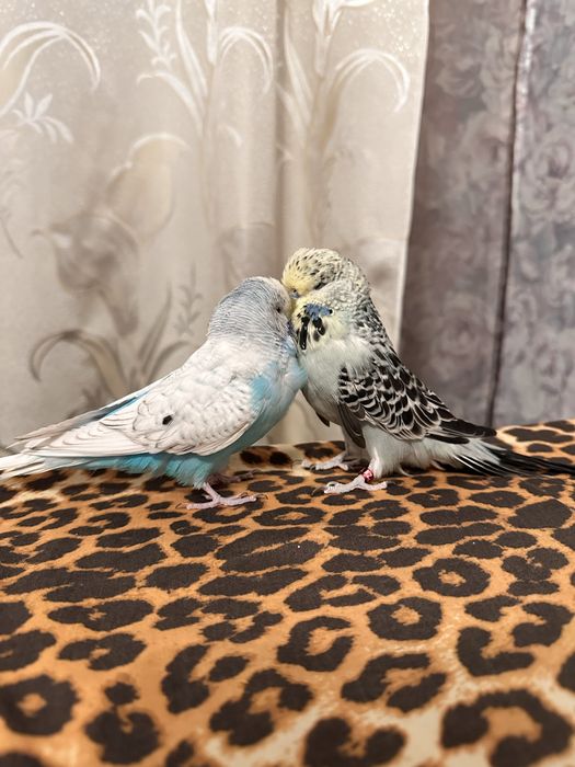 Продам попугаев (чехов)