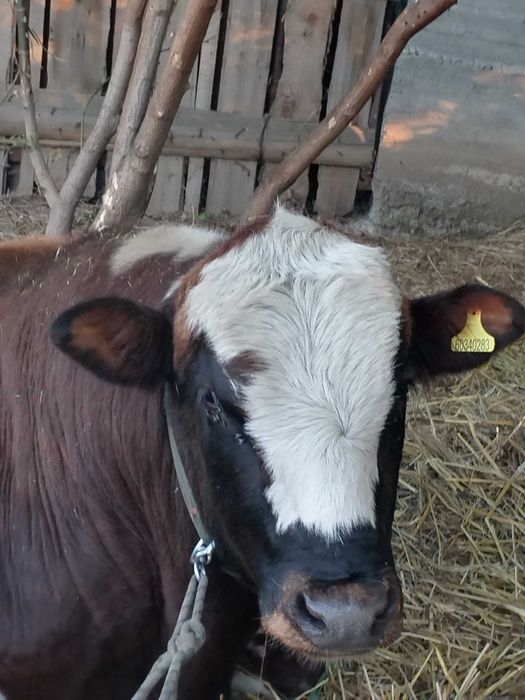 Продам быка 2 годовалого