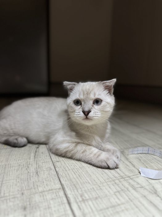 шотланскии вислоух