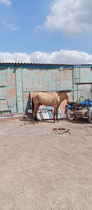 Құнан сатылады қолға үйретілген