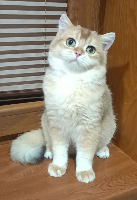 Продаются мальчики британцы золотая шиншилла