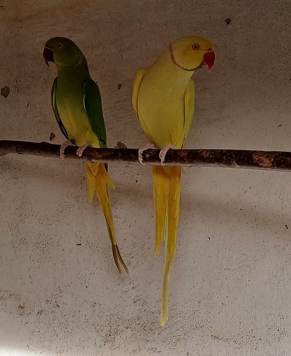 Papagali Alexandru, Baraband, Rozella, Lori