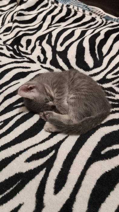 отдам котенка бесплатно