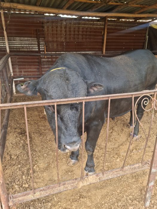 Qoramol sotiladi buqa. Aberdin Angus zot