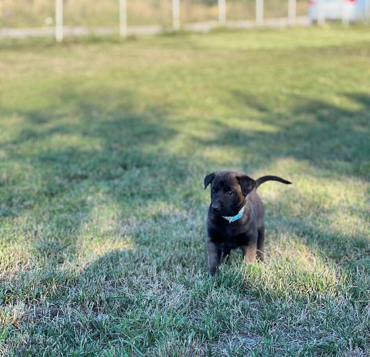 Ciobănesc belgian malinois cu pedigree