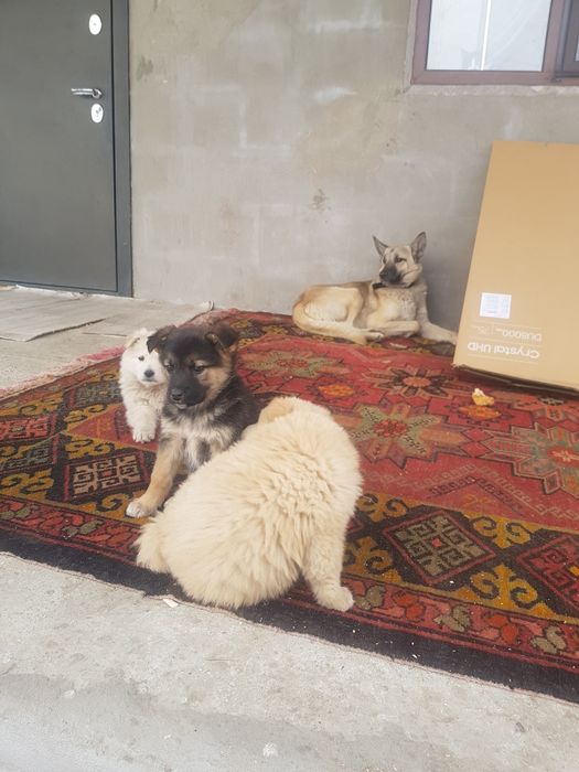 Продам щенков полтора месяца