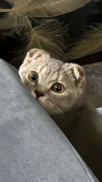 Mushukni uylantiramiz kelin kk soglom Mushuk.