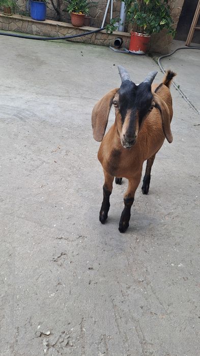 Ied pentru tăiat  30 kg