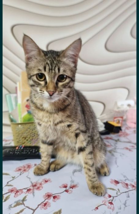 Отдам кота в добрые руки