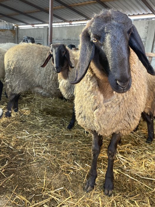 Vand 2 miele gestante