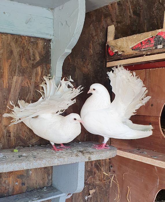 Porumbei Curcani/voltati