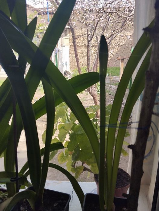 Продается луковицы Амариллис и Гипеаструм