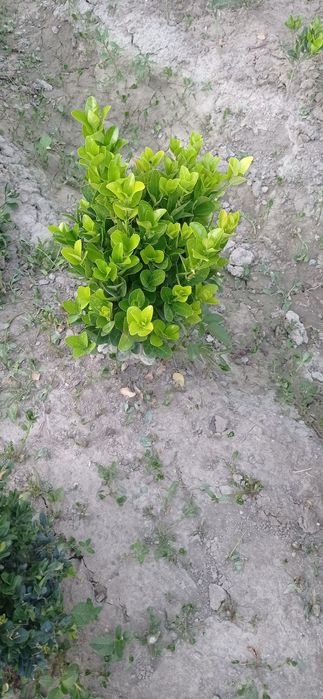 Хамиша бахор совукга чидамли гул