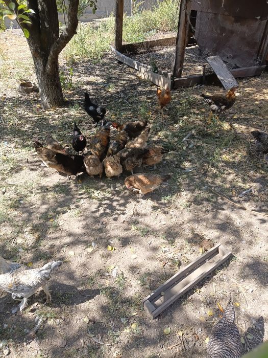 Продам домашних кур