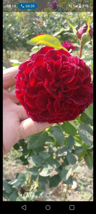 Кузни Кувнатадиган ассортимент Атиргул Кучатлари  сотилади