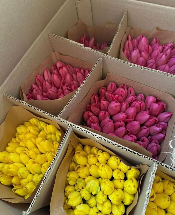 Луковицы тюльпанов свежесрезанные