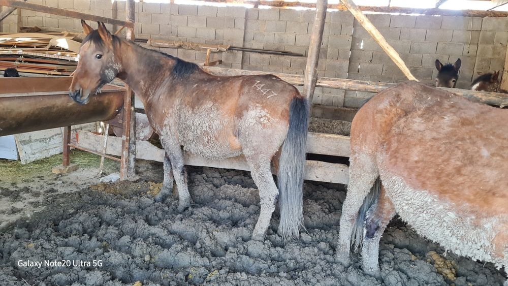 2 бас буаз бие сатылымда