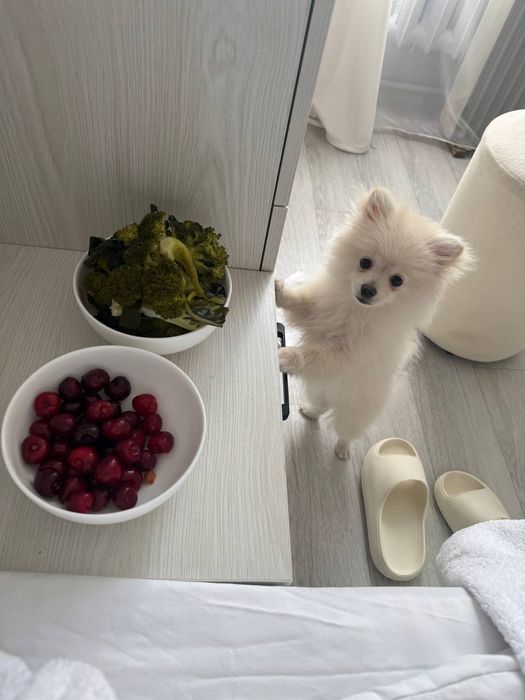 Zoti- Germanskiy Shpis