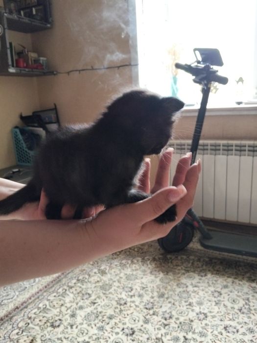 Отдам котенка в добрые руки