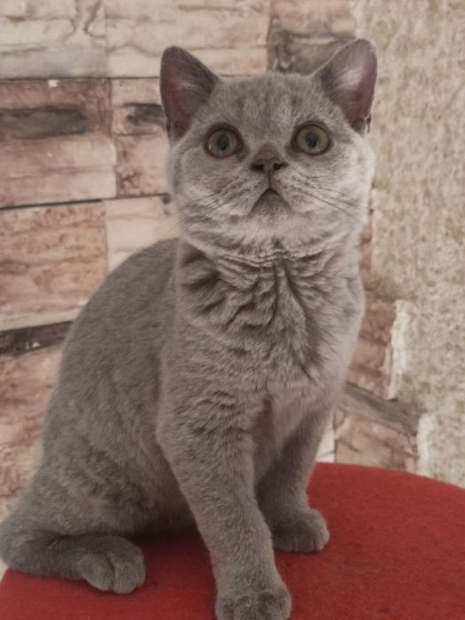 Британский мальчик