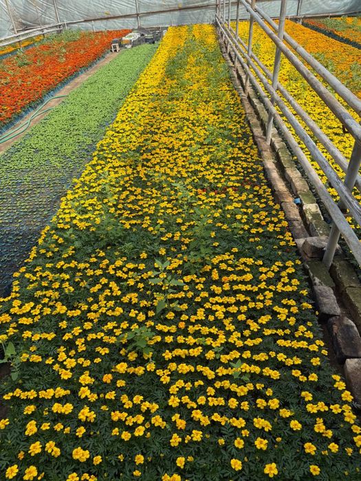Gul ko’chatlari Гул кучат Gul uruglarin Bananza gul Gul bananza
