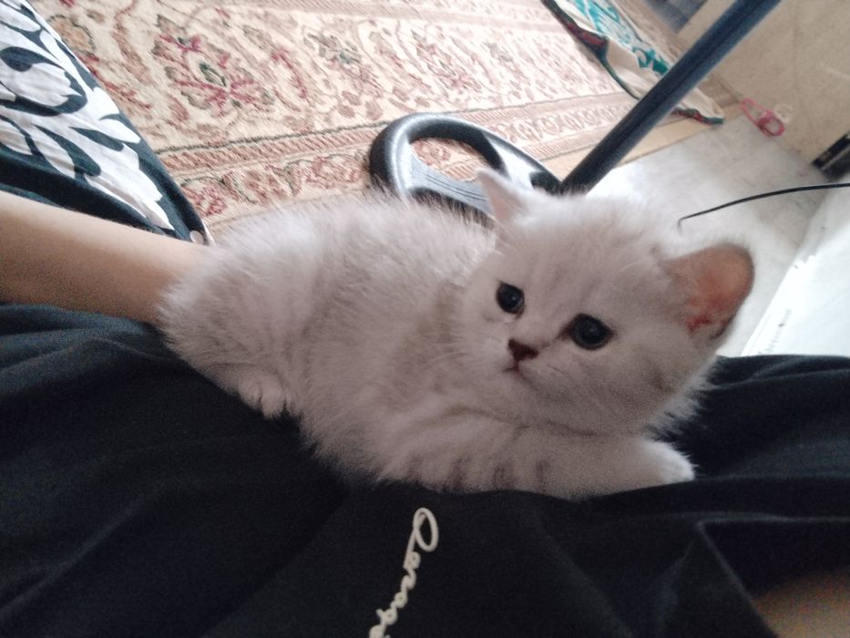 Продам котенка 35000