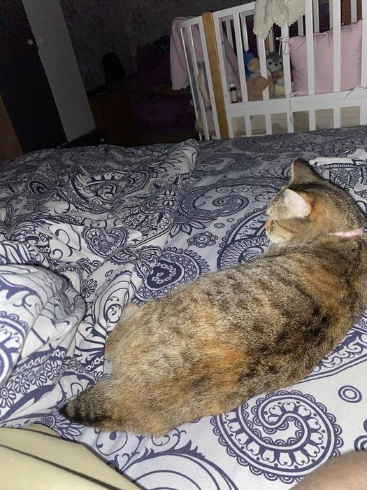 отдаем кошку в добрые руки